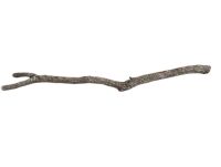Natural cork oak branches - 2