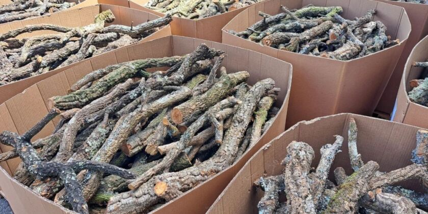 Natural cork oak branches