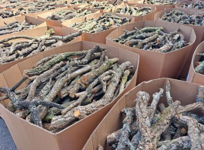 Natural cork oak branches