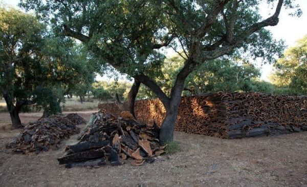 Why wouldn't natural cork be another example of greenwashing?
