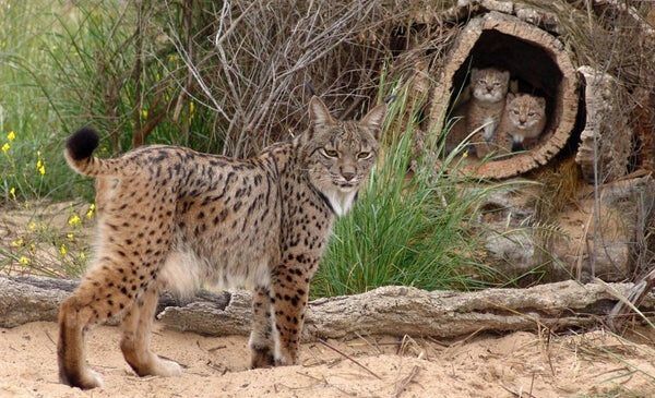 How cork forests promote species conservation