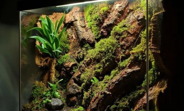 What is the bark of the cork oak and where can it be used?