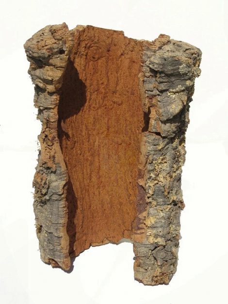 Natural Cork Oak Bark