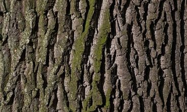 Cork oak bark — various applications