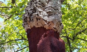What is the bark of the cork oak and where can it be used?